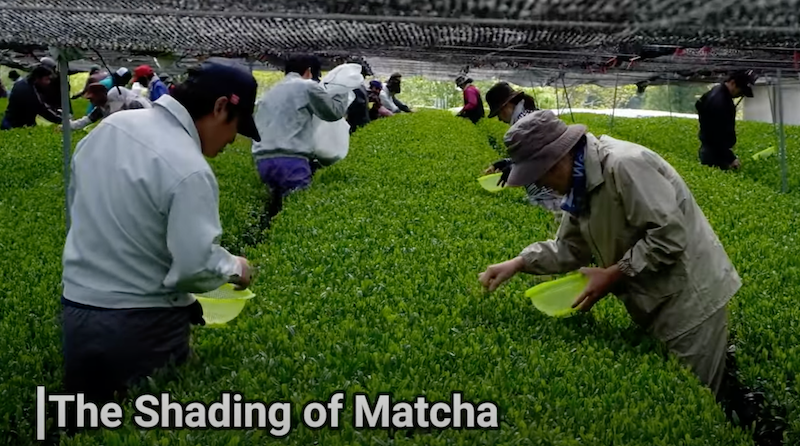 Harvesting tea plant