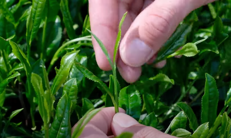 Green Tea top sprouts